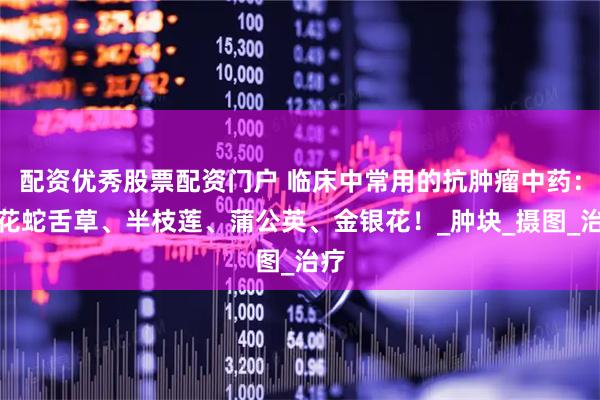 配资优秀股票配资门户 临床中常用的抗肿瘤中药：白花蛇舌草、半枝莲、蒲公英、金银花！_肿块_摄图_治疗